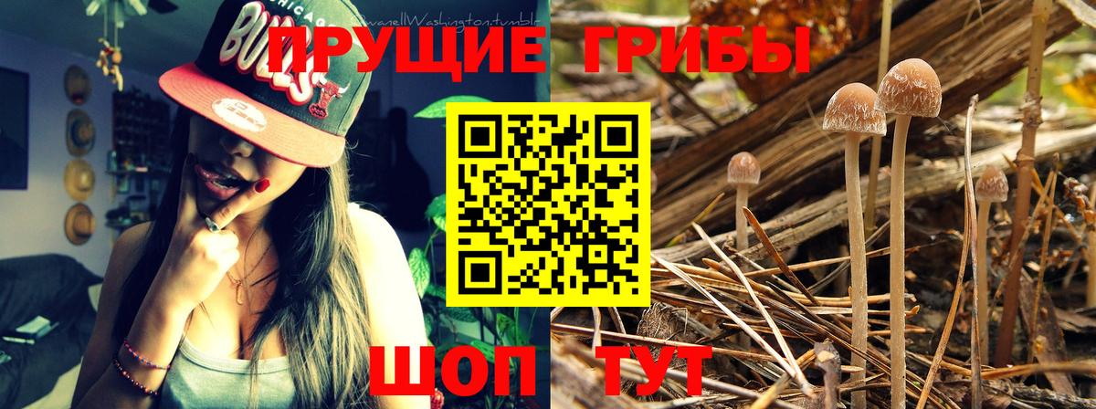 Слободской  Псилоцибиновые грибы мицелий  Вход с VPN 
