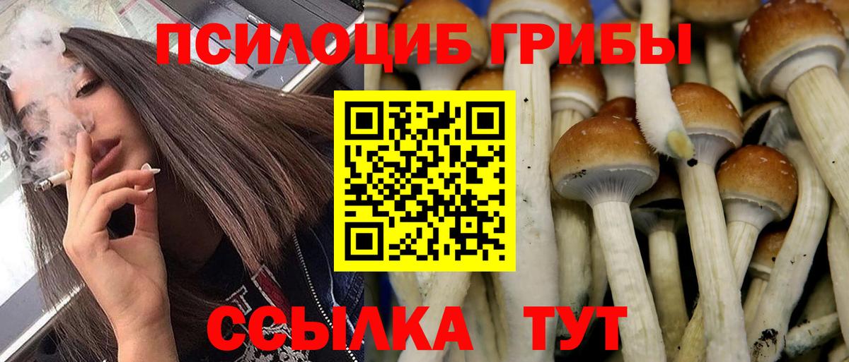 Галлюциногенные грибы Psilocybine cubensis Слободской